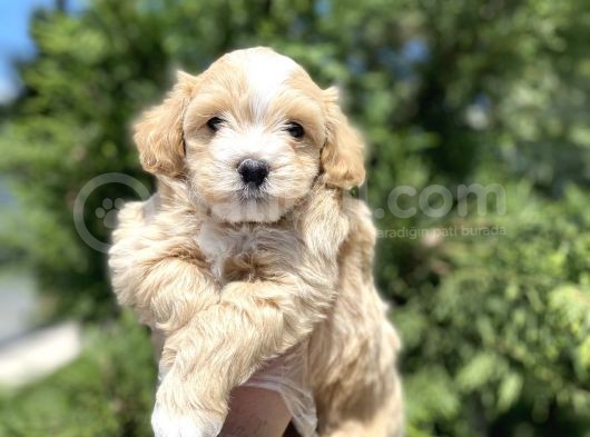 Di̇zayn Irk Malti̇poo Bebekler