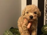 Muhteşem Kalite Poodle Bebekler