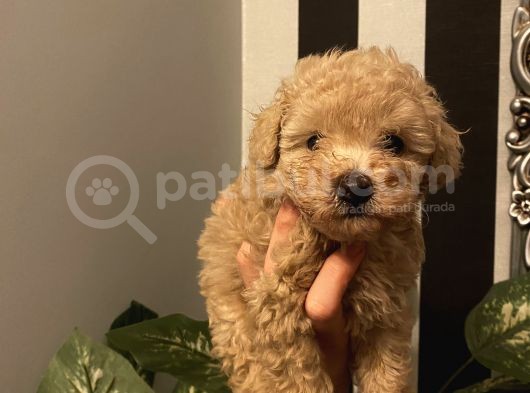 Muhteşem Kalite Poodle Bebekler görsel
