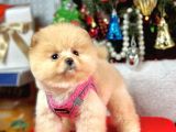 Teddy Face Boo Pomeranian Yavrular 