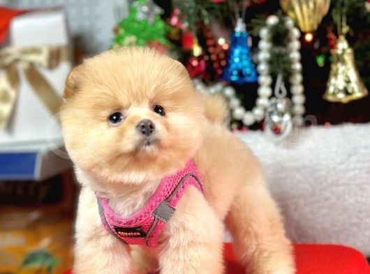 Teddy Face Boo Pomeranian Yavrular  görsel