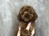 Red Brown Toy Poodle Yavrular 