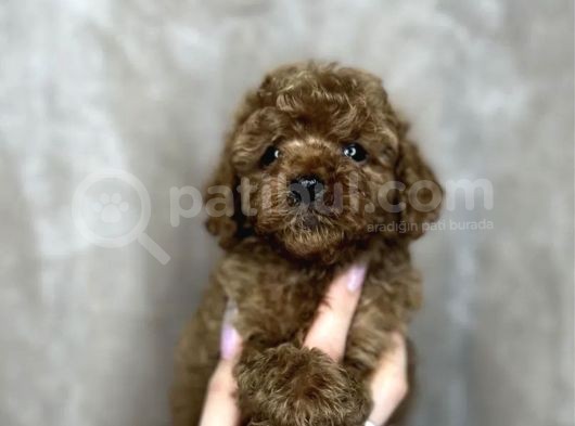 Red Brown Toy Poodle Yavrular 