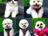 2.5 Aylık Show Kalite Pomeranian Yavrular