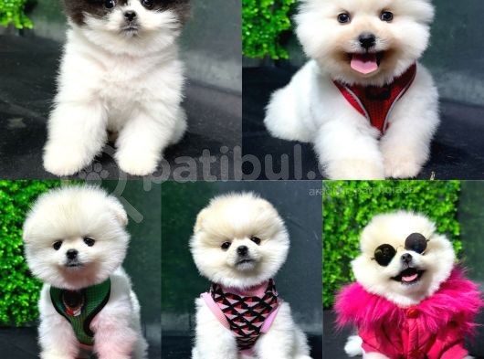 2.5 Aylık Show Kalite Pomeranian Yavrular görsel