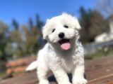 Orji̇nal Maltese Terri̇er Bebekler