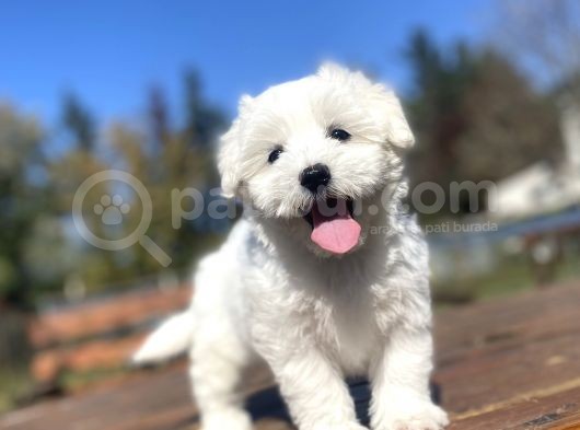 Orji̇nal Maltese Terri̇er Bebekler görsel