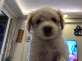 Güzeller Güzeli̇ Malti̇poo Yavrulari