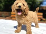 Aşili Poodle Bebekler Di̇şi̇ Erkek