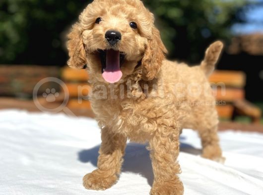 Aşili Poodle Bebekler Di̇şi̇ Erkek görsel