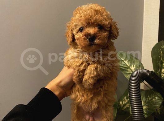 Muhteşem Kalite Poodle Bebekler