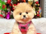 Teddy Face Boo Pomeranian Yavrular 