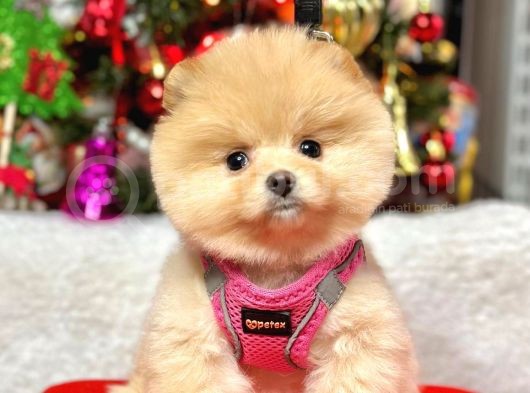 Teddy Face Boo Pomeranian Yavrular 