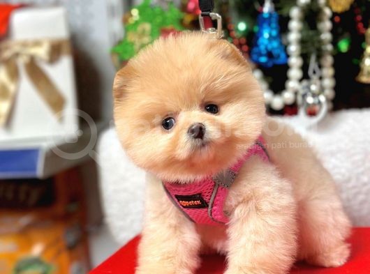 Teddy Face Boo Pomeranian Yavrular  görsel