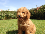 Dünyalar Tatlısı Toy Poodle Yavruları