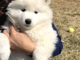 Garanti̇li̇ Samoyed Bebekler Çi̇ftli̇ği̇mi̇zden