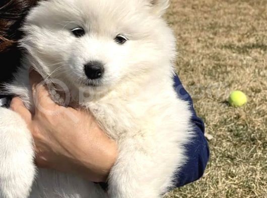 Garanti̇li̇ Samoyed Bebekler Çi̇ftli̇ği̇mi̇zden görsel