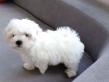 Sevi̇mli̇ Maltese Yavrulari