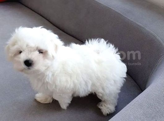 Sevi̇mli̇ Maltese Yavrulari görsel