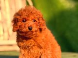 Red Toy Poodle Yavrular
