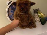Çocuklarınıza Arkadaş Poodle Bebekler