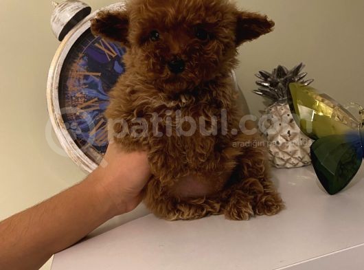 Çocuklarınıza Arkadaş Poodle Bebekler görsel