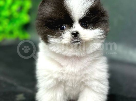 2.5 Aylık Show Kalite Pomeranian Yavrular görsel