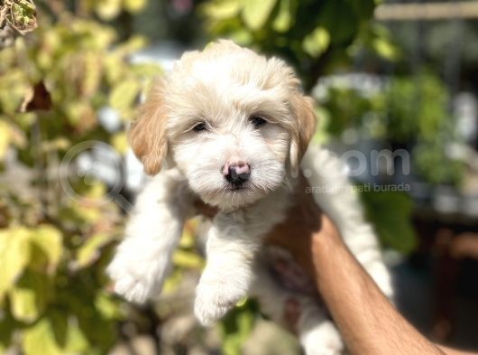 Sevi̇mli̇ Malti̇po Yavrulari görsel