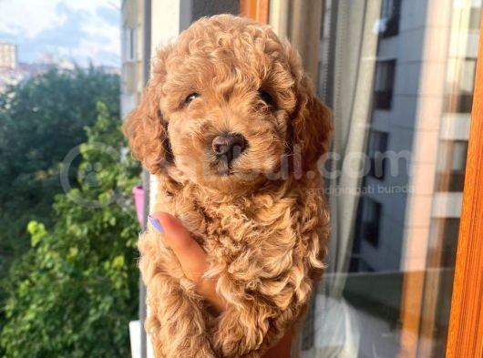 Poddle Yavruları görsel