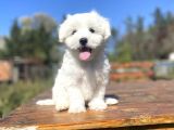 Orji̇nal Maltese Terri̇er Bebekler