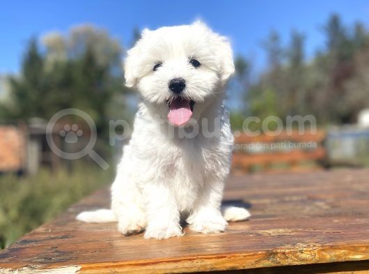 Orji̇nal Maltese Terri̇er Bebekler
