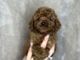 Red Brown Toy Poodle Yavrular 