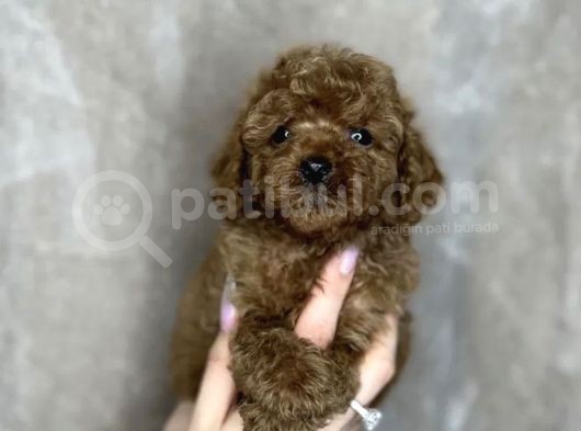 Red Brown Toy Poodle Yavrular  görsel