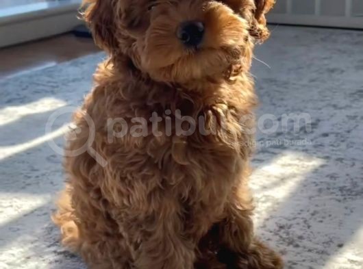 Poddle Yavruları görsel