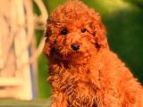 RED TOY POODLE YAVRULAR