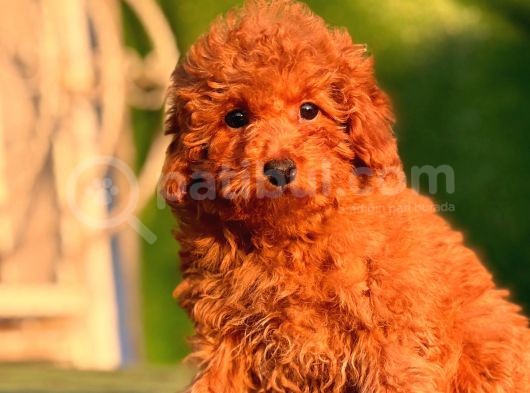 Red Toy Poodle Yavrular