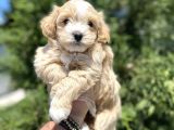 Di̇zayn Irk Malti̇poo Bebekler