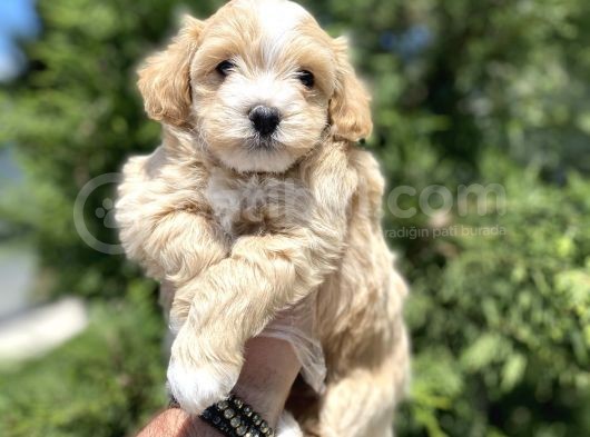 Di̇zayn Irk Malti̇poo Bebekler görsel