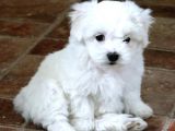 Sevi̇mli̇ Maltese Yavrulari