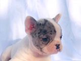 Solid Blue Merle Pied Fawn Balık Brindel French Buldoglar
