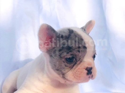 Solid Blue Merle Pied Fawn Balık Brindel French Buldoglar görsel