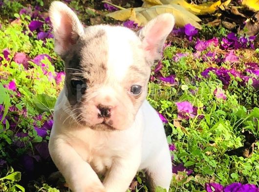Solid Blue Merle Pied Fawn Balık Brindel French Buldoglar görsel