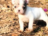 Solid Blue, Merle Pied, Fawn Balık Brindel French Buldoglar