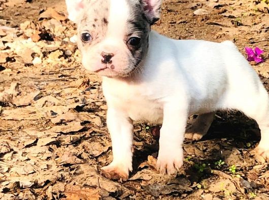 Solid Blue Merle Pied Fawn Balık Brindel French Buldoglar görsel