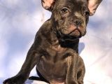 Solid Blue Merle Pied Fawn Balık Brindel French Buldoglar