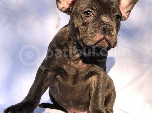 Solid Blue Merle Pied Fawn Balık Brindel French Buldoglar