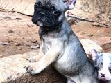 Solid Blue, Merle Pied, Fawn Balık Brindel French Buldoglar