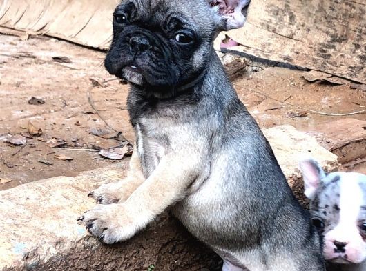 Solid Blue Merle Pied Fawn Balık Brindel French Buldoglar görsel