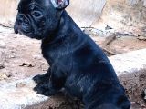 Solid Blue Merle Pied Fawn Balık Brindel French Buldoglar