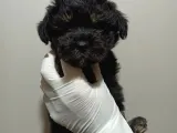Dişi Phantom Toypoodle Yavrumuz